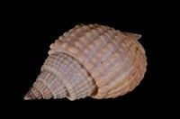 藏品(織紋螺)的圖片